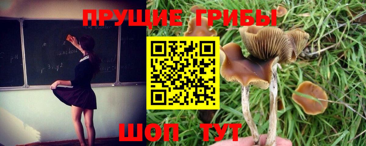 Тихорецк  Галлюциногенные грибы Magic Shrooms  Вход с VPN 